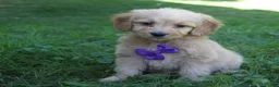 Mini Goldendoodle dogs for sale: Duke 💎 - Ad 1