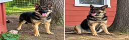 German Shepherd dogs for sale: German Shepherd 3 Purple Collar  - Ad 2