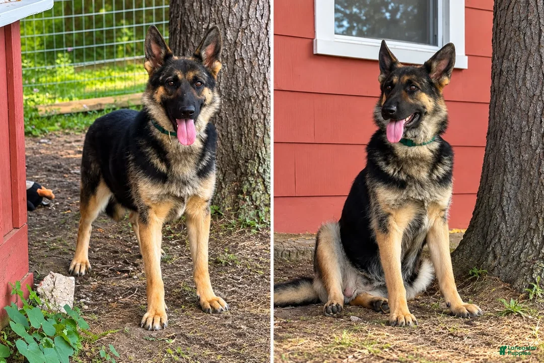 German Shepherd dogs for sale: German Shepherd 3 Purple Collar  - Ad 2