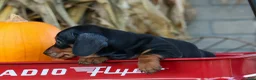 Miniature Dachshund dogs for sale:  Zack🐶 - Ad 19