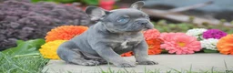 French Bulldog dogs for sale: Titan - Ad 2
