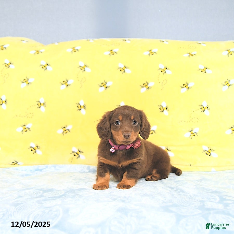 Miniature Dachshund dogs Precious - Ad 42
