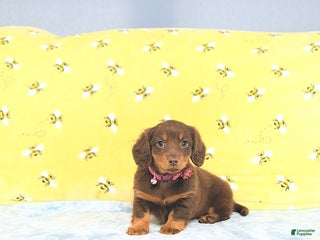 Miniature Dachshund dogs Precious - Ad 32