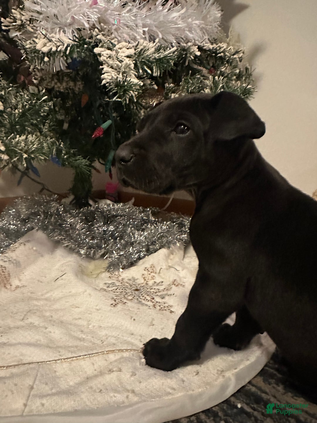 Great Dane dogs for sale: Great Dane Puppy 2 - Ad 12
