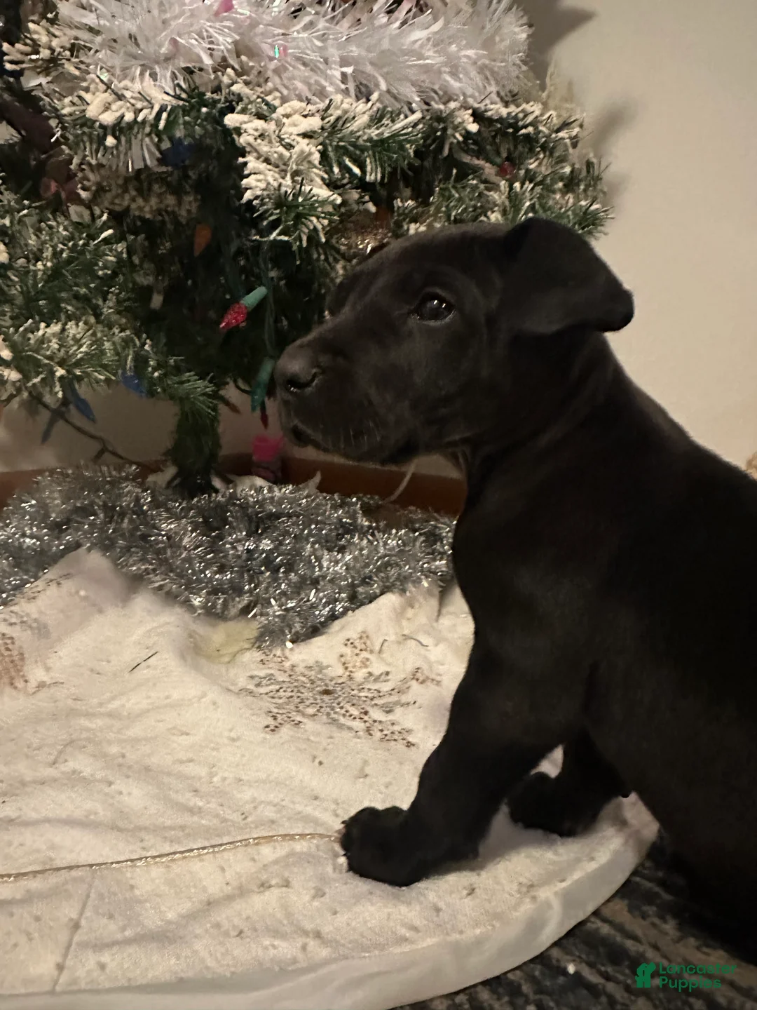 Great Dane dogs for sale: Great Dane Puppy 2 - Ad 12