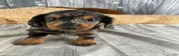 Miniature Dachshund dogs for sale: Molly - Ad 11