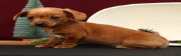 Miniature Dachshund dogs for sale: Beauty - Ad 4