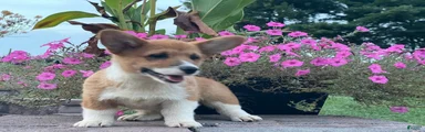 Welsh Corgi Pembroke 3