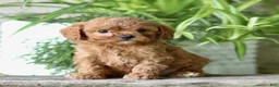 Cavapoo dogs for sale: Claudio  - Ad 3
