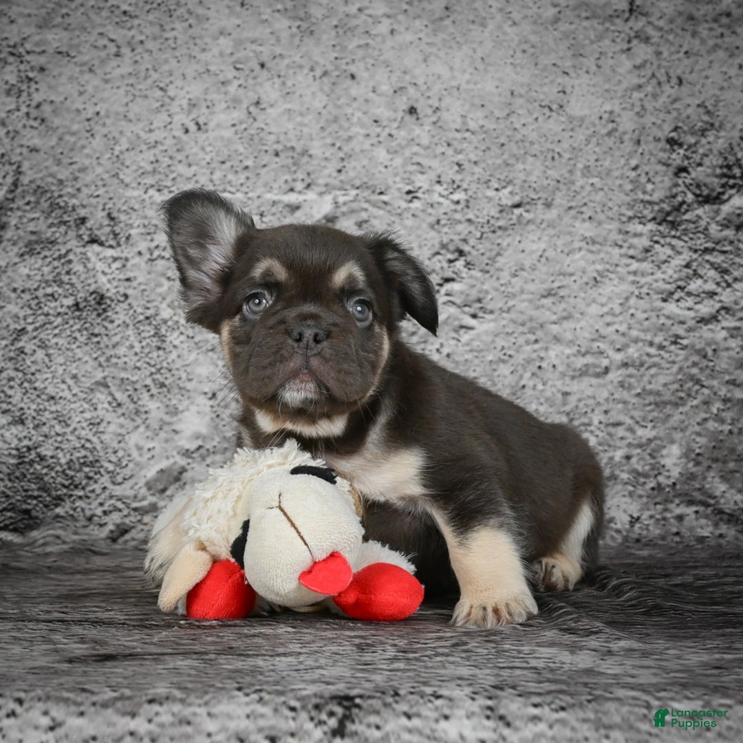 French Bulldog dogs for sale: Bridgitte - Ad 5