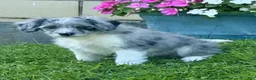 Mini Aussiedoodle dogs for sale: Cloe - Ad 3