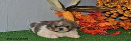 Shih Tzu dogs for sale: Arthur - Ad 3
