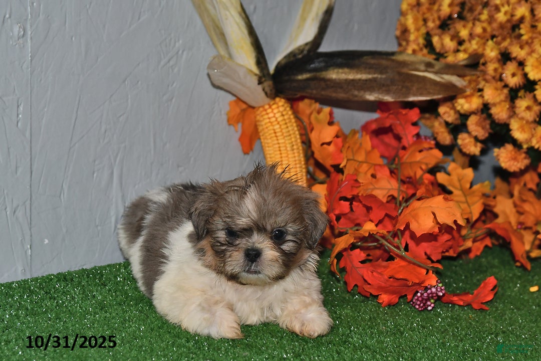 Shih Tzu dogs for sale: Arthur - Ad 3