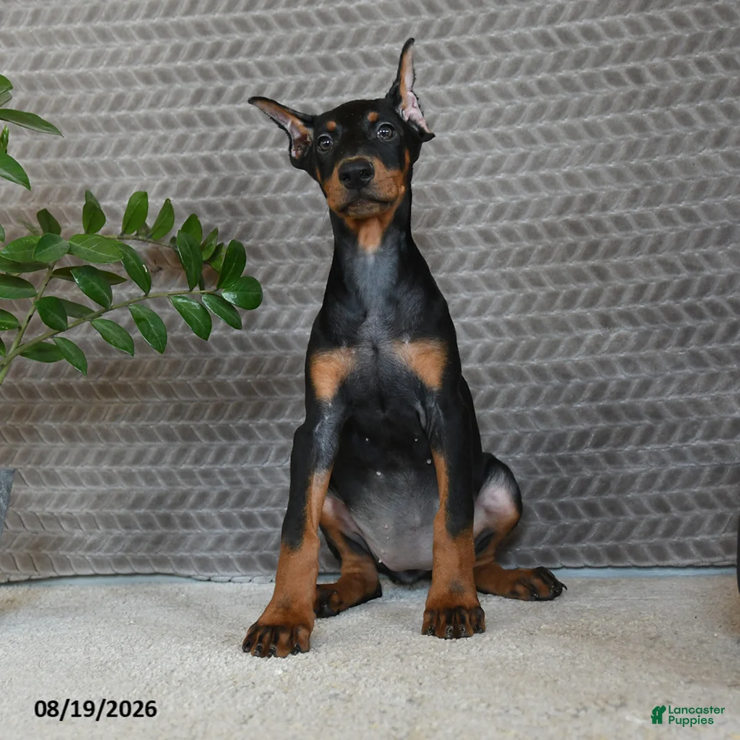 Doberman Pinscher dogs for sale: Birch - Ad 2