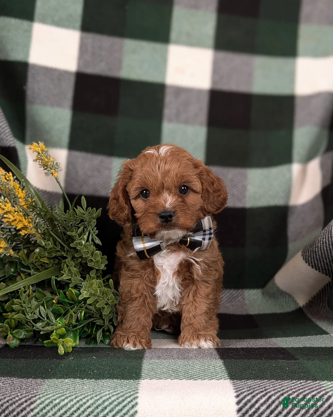Cavapoo dogs for sale: Elijah - Ad 2