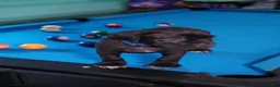 Cane Corso dogs for sale: Thor - Ad 5