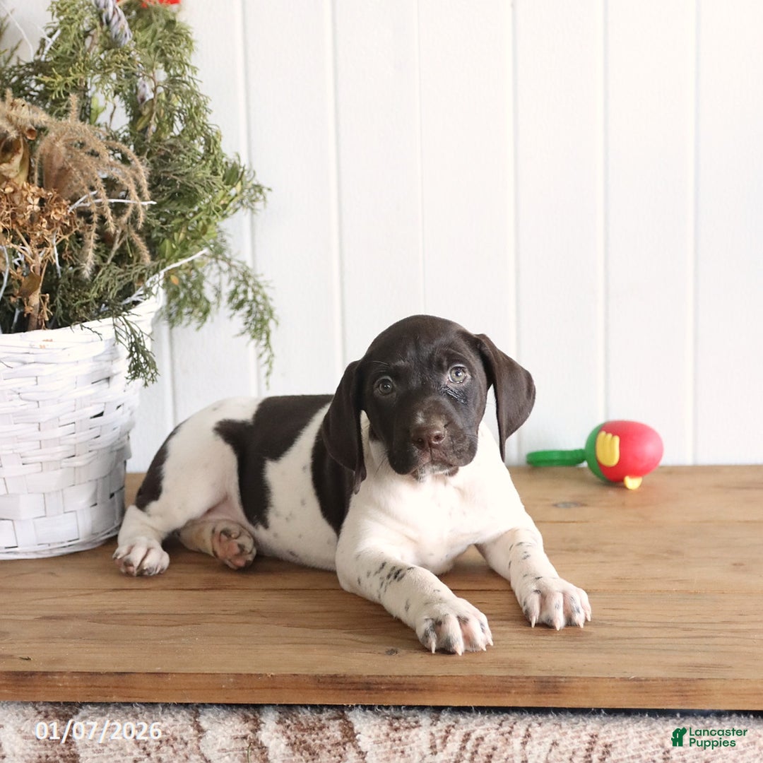 German Shorthaired Pointer dogs for sale: Gabby - Ad 3