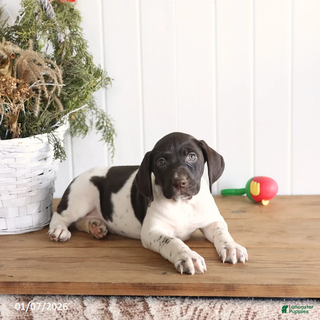 German Shorthaired Pointer dogs for sale: Gabby - Ad 3