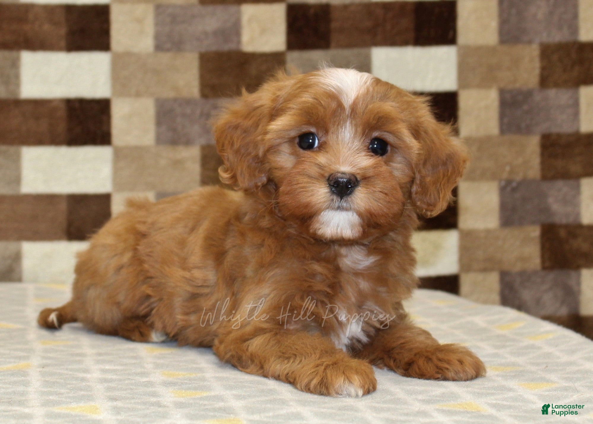 Cavapoo dogs Indy - Ad 2