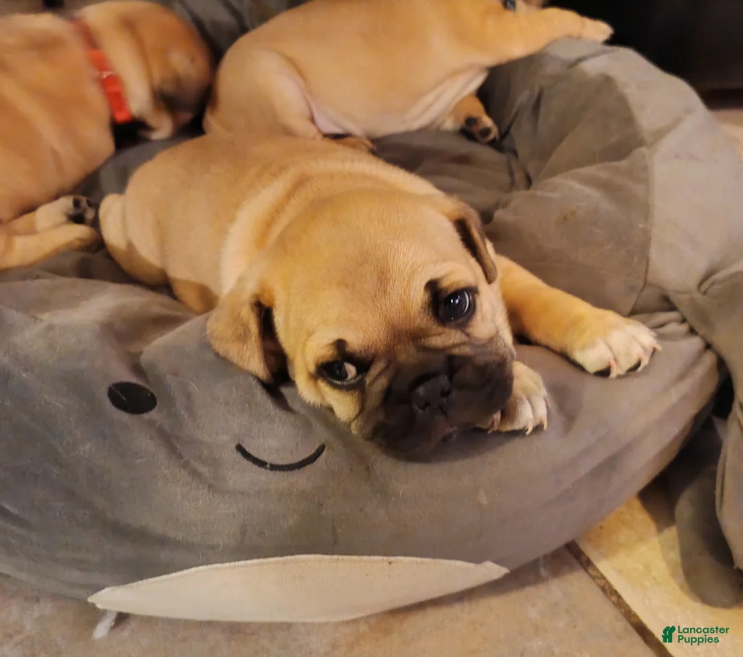 Frug dogs for sale: Frug Puppy 1 - Ad 26