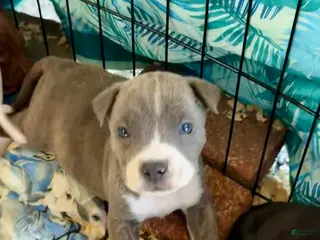 Mixed Breed dogs Mixed Breed Puppy 10 - Ad 30