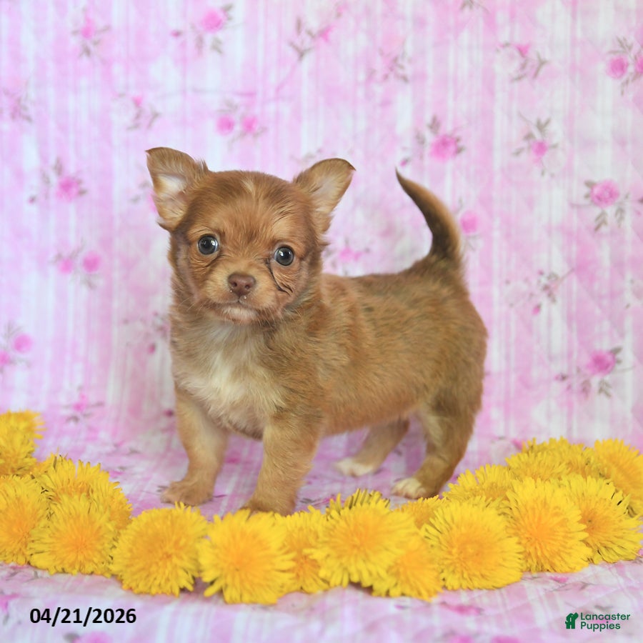 Chihuahua dogs Prince   - Ad 1