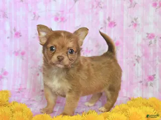 Chihuahua dogs for sale: Prince - Ad 4