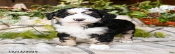 Mini Bernedoodle dogs for sale: Maverick - Ad 2