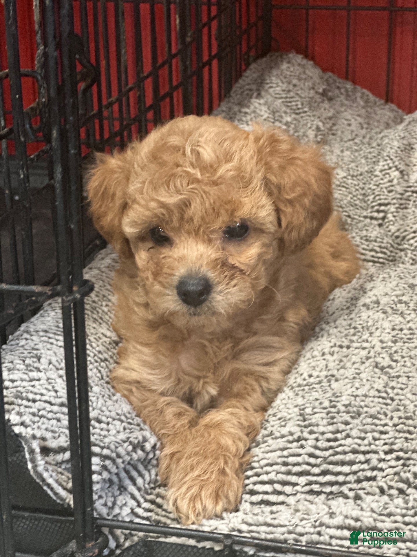Toy Poodle dogs Toy Poodle 5 - Ad 1