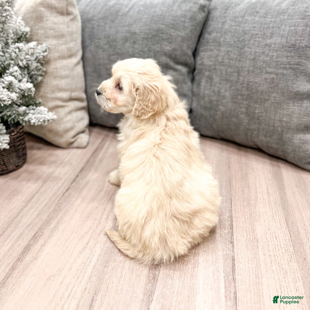 Goldendoodle dogs for sale: Chloe - Ad 4