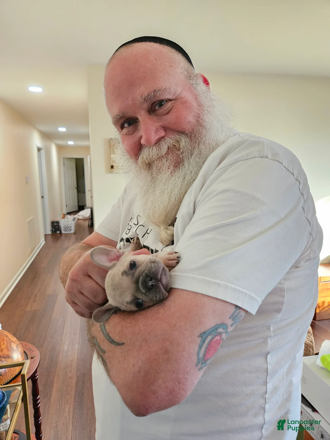 French Bulldog dogs for sale: Phil - Ad 2