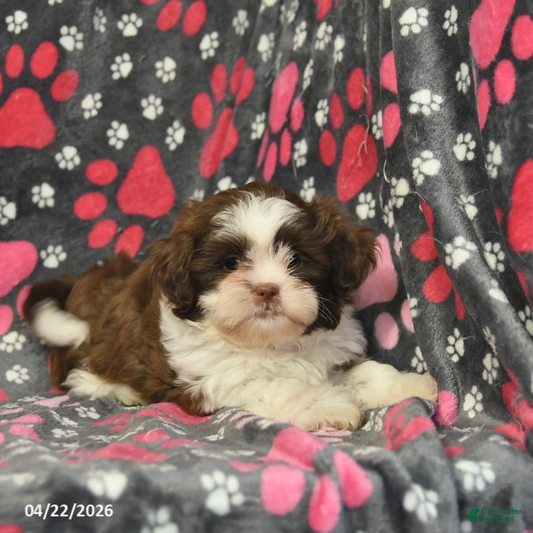 Shih Tzu dogs for sale: Honey   - Ad 5