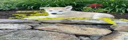 Pitsky dogs for sale: Bentley - Ad 1