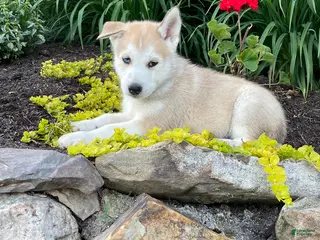 Pitsky dogs for sale: Bentley - Ad 2