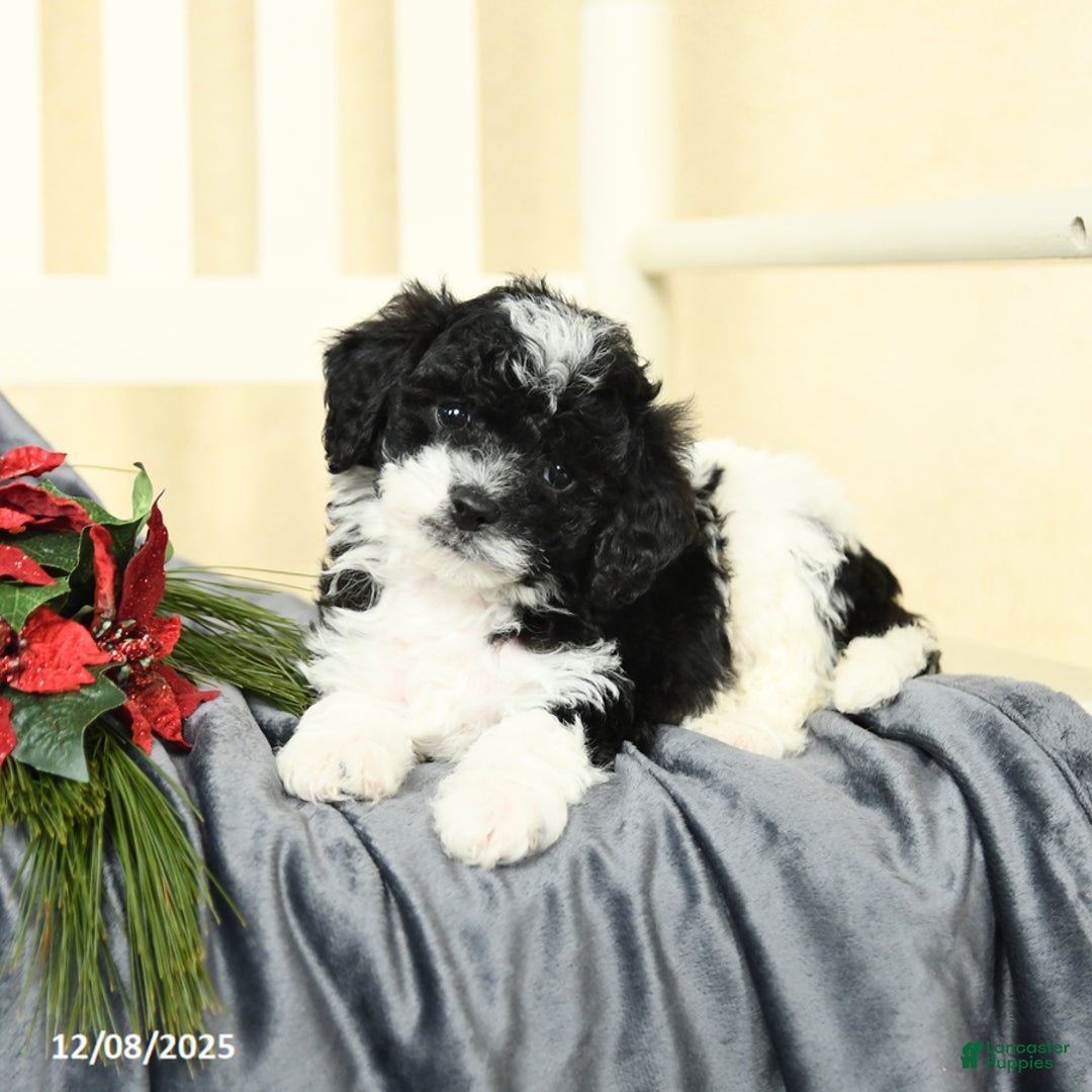 Cavapoo dogs for sale: Captain - Ad 3