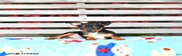 Miniature Pinscher dogs for sale: Jenna   extra small - Ad 3