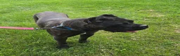 Cane Corso dogs for sale: Sonya - Ad 7