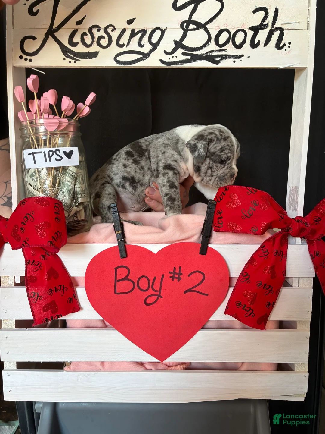 Olde English Bulldogge dogs for sale: Olde English Bulldogge Puppy 2 - Ad 7