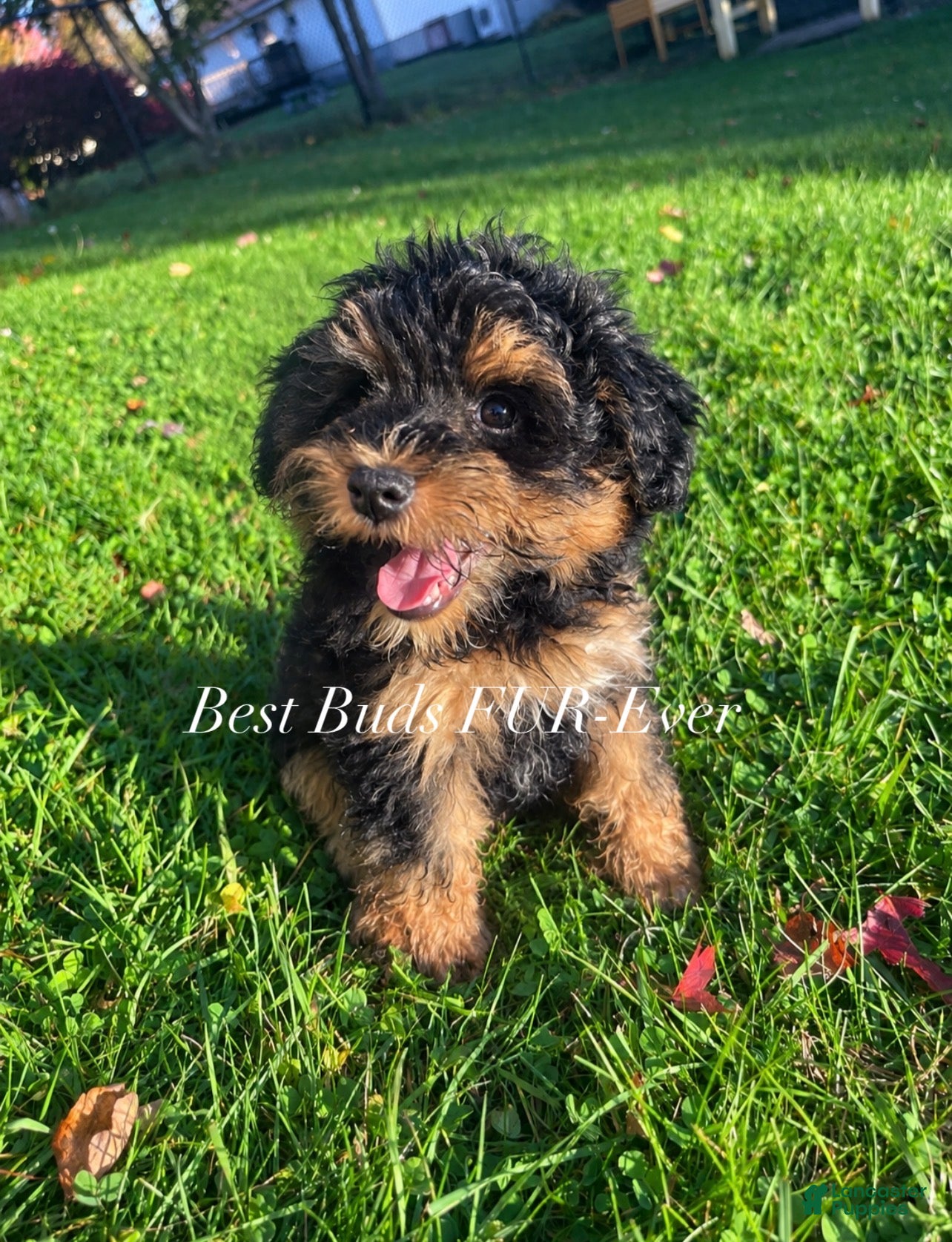 Miniature Schnauzer dogs Miniature Schnauzer 5 - Ad 1