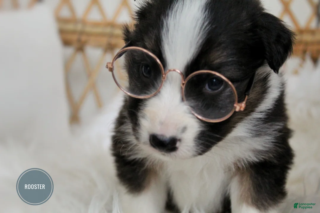 Mixed Breed dogs for sale: Rooster  - Ad 6