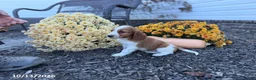 Welsh Springer Spaniel dogs for sale: Lady - Ad 4