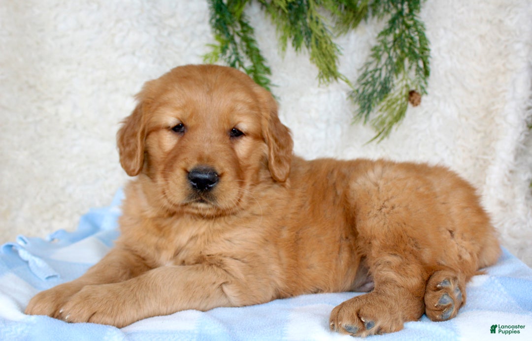 Golden Retriever dogs for sale: Rocky  - Ad 6