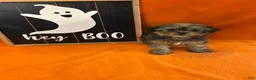 Shorkie dogs for sale: Justin - Ad 2