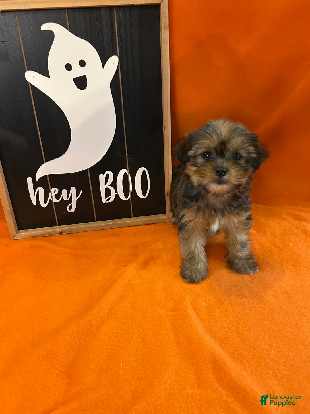 Shorkie dogs for sale: Justin - Ad 2