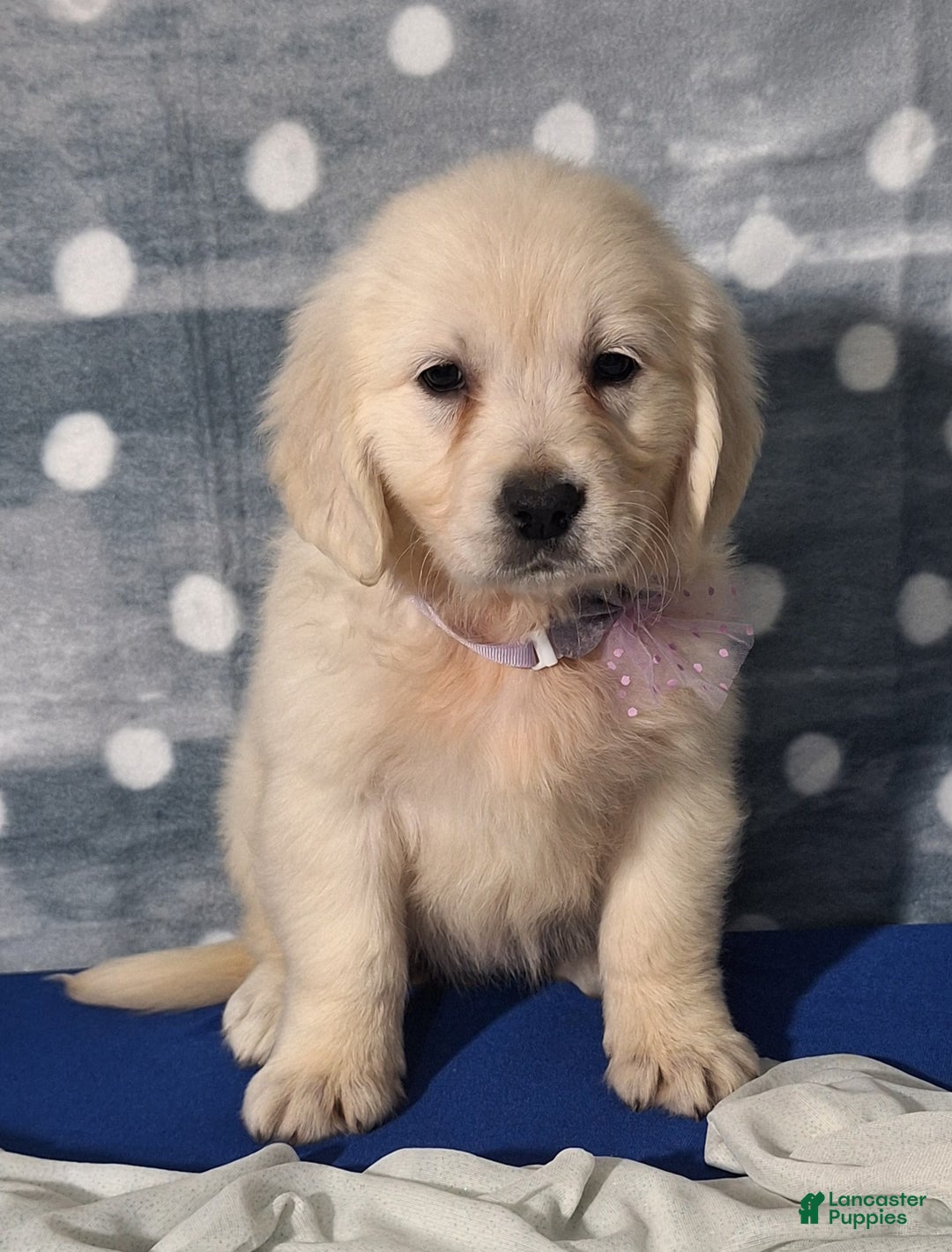 Golden Retriever dogs for sale: Josie - Ad 2