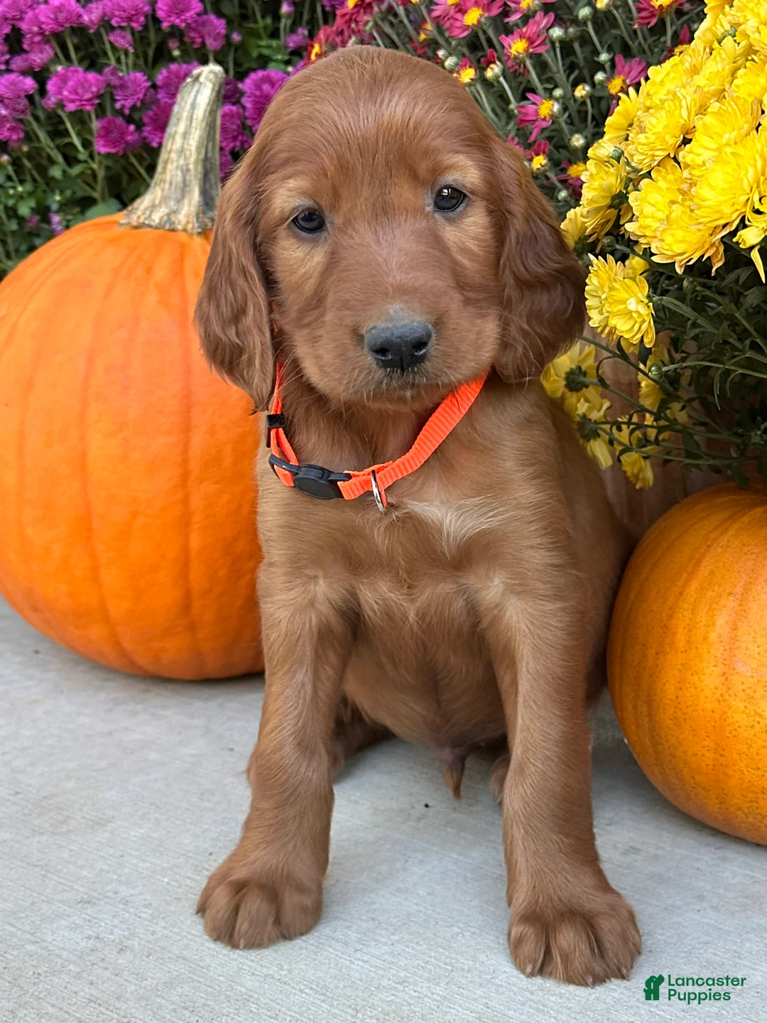 Irish Setter dogs for sale: Sailor - Ad 10