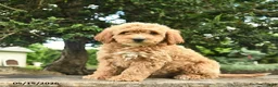 Goldendoodle dogs for sale: Molly - Ad 1