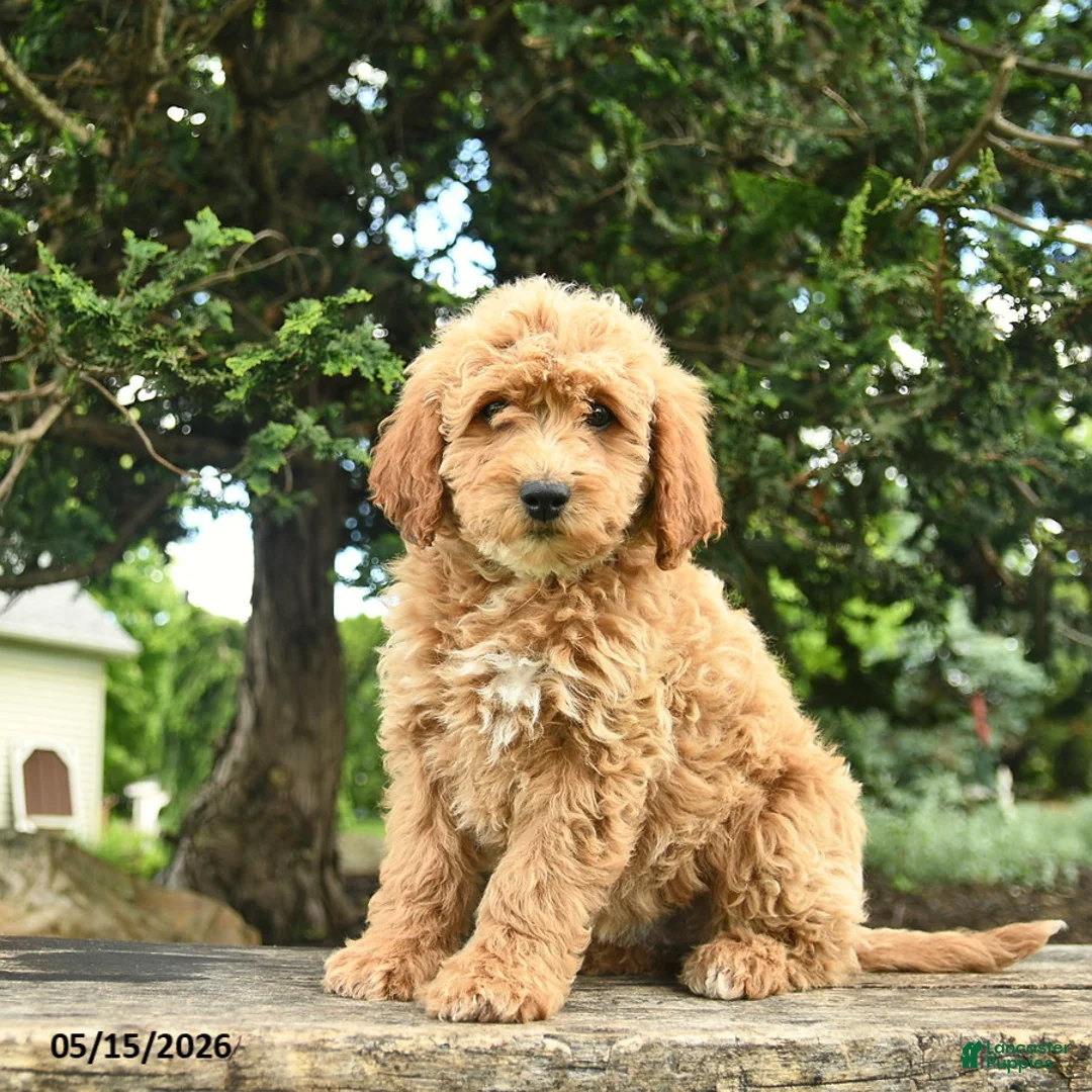 Goldendoodle dogs for sale: Molly - Ad 1