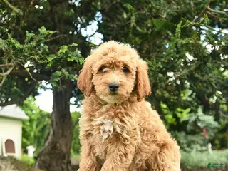 Goldendoodle dogs for sale: Molly - Ad 2