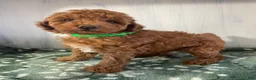 Miniature Poodle dogs for sale: Ollie - Ad 2